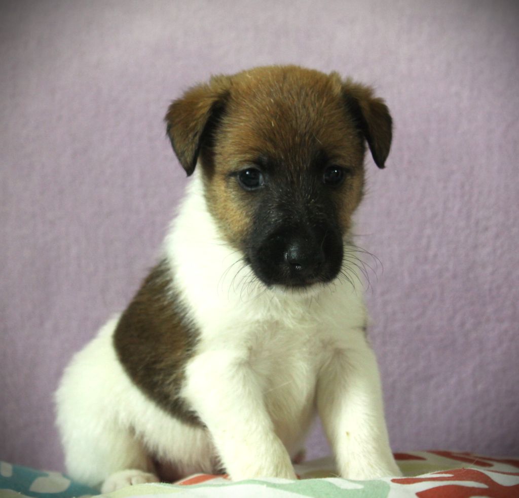 Belfox - Chiots disponibles - Fox Terrier Poil lisse