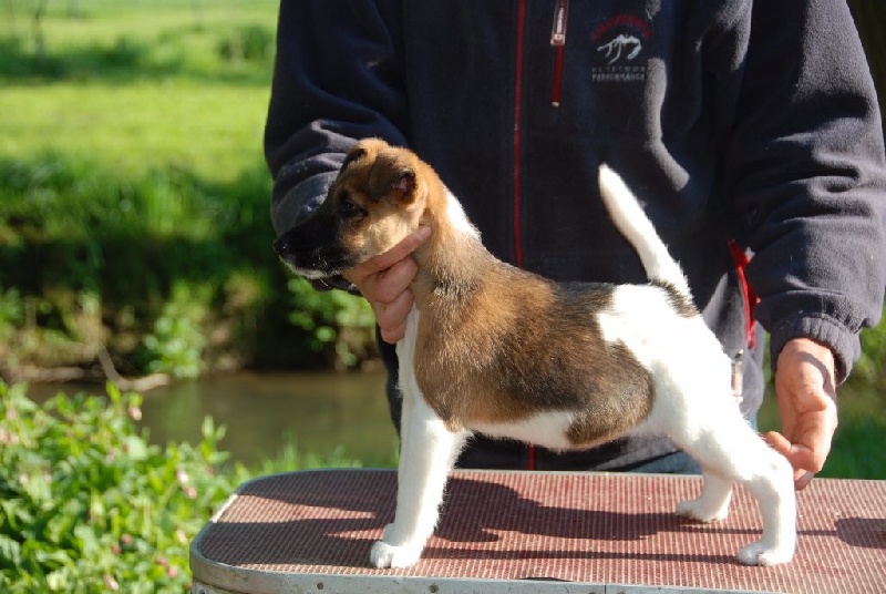 Belfox - Fox Terrier Poil lisse - Portée née le 22/02/2016