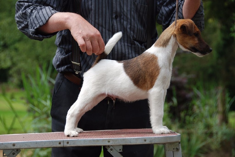 Belfox - Fox Terrier Poil lisse - Portée née le 21/04/2016