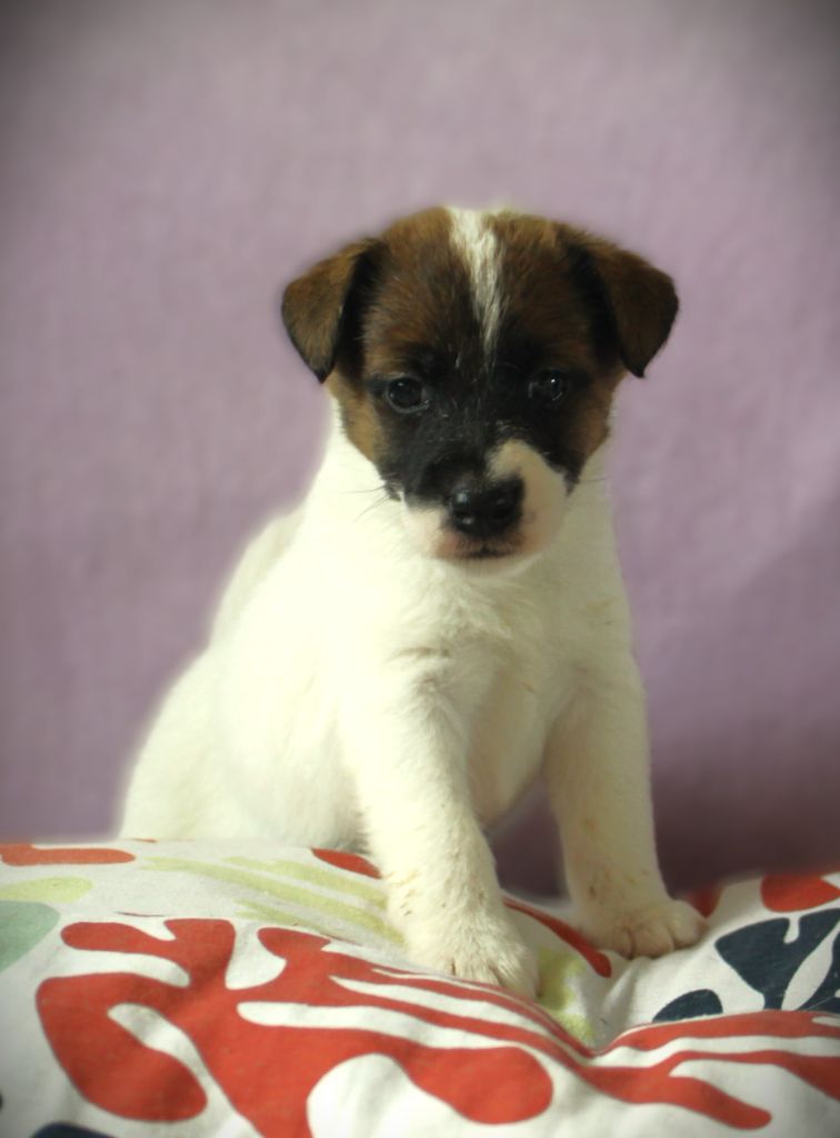 Belfox - Chiots disponibles - Fox Terrier Poil lisse