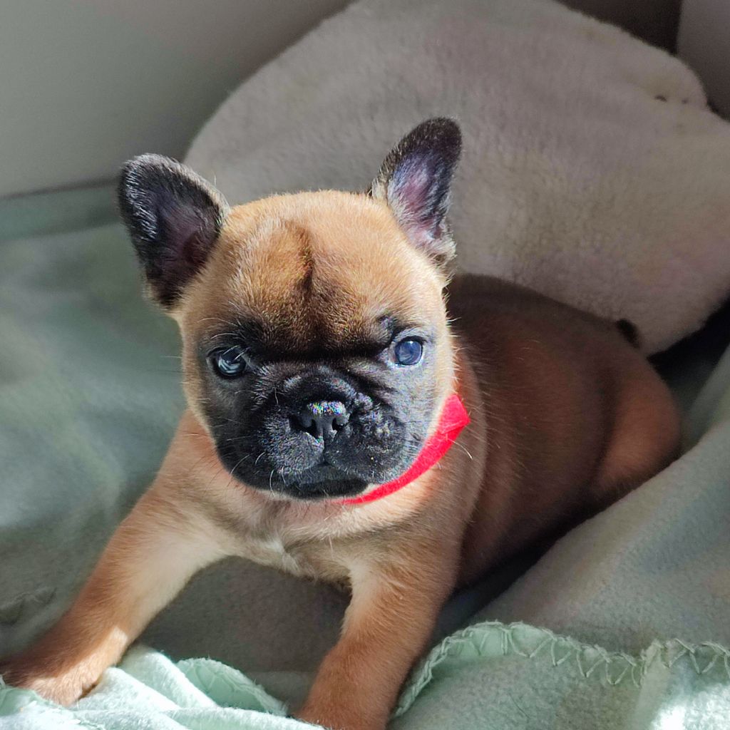 de la Roubine du Roy - Chiots disponibles - Bouledogue français