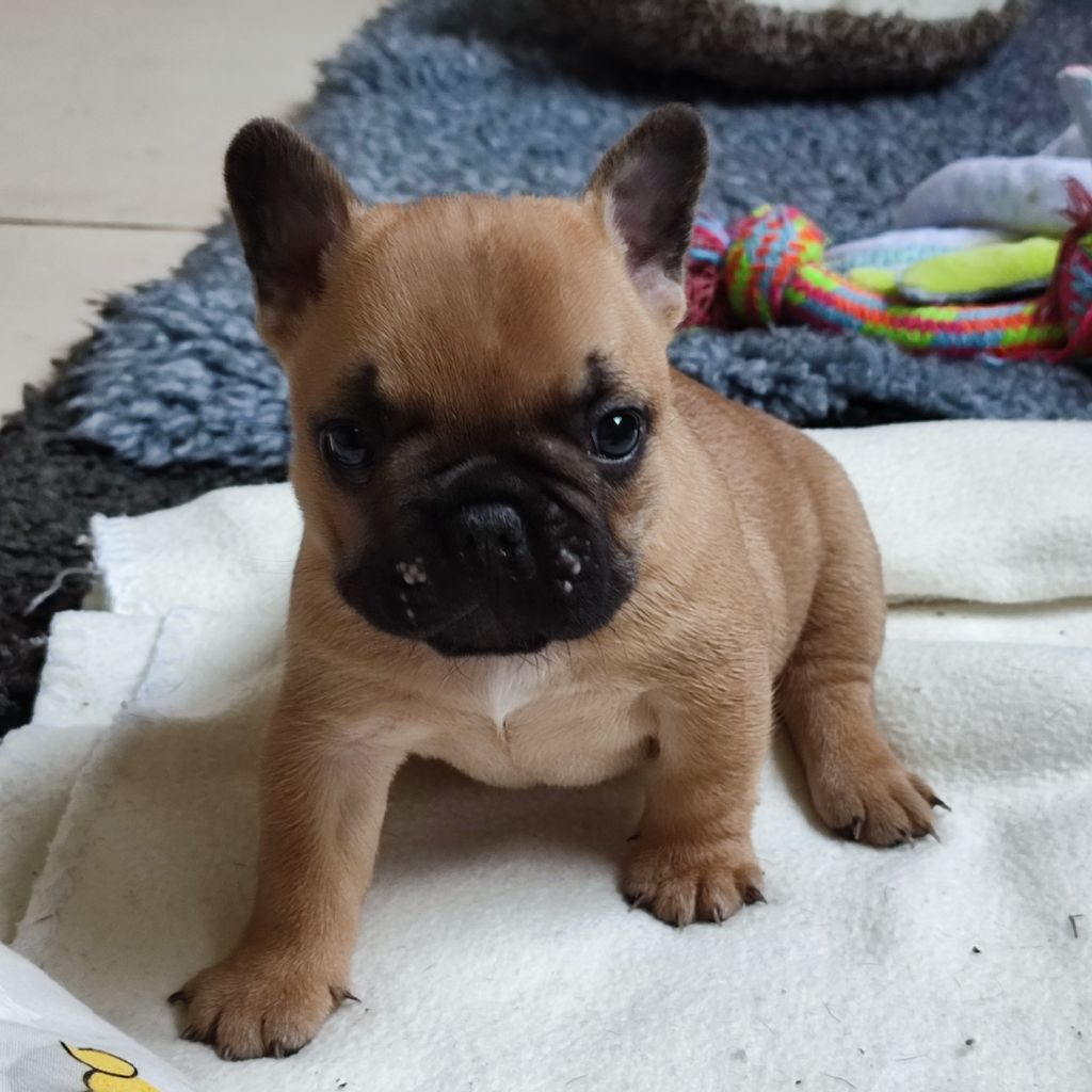 de la Roubine du Roy - Chiots disponibles - Bouledogue français