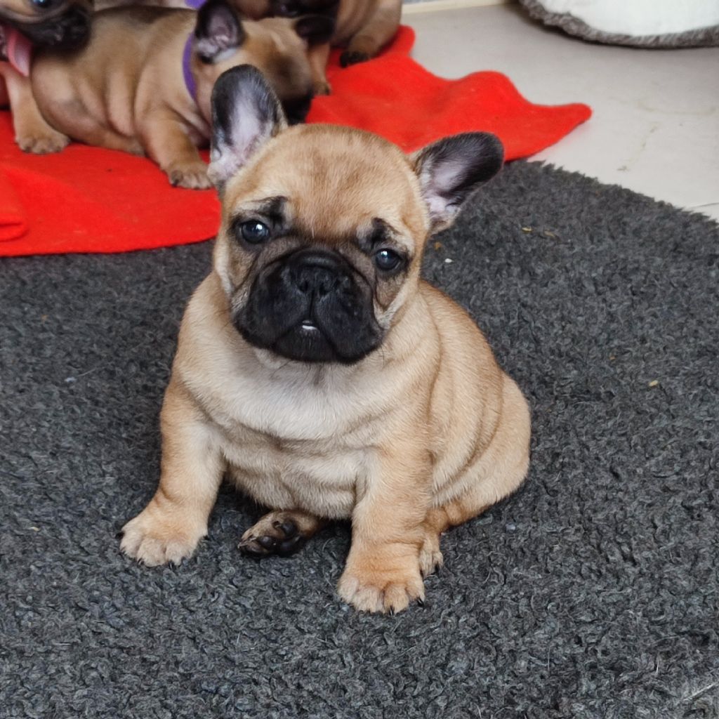 de la Roubine du Roy - Chiots disponibles - Bouledogue français