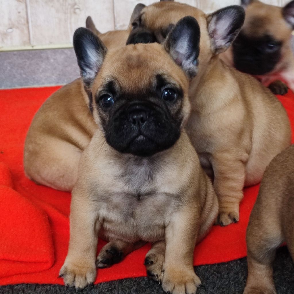 de la Roubine du Roy - Chiots disponibles - Bouledogue français