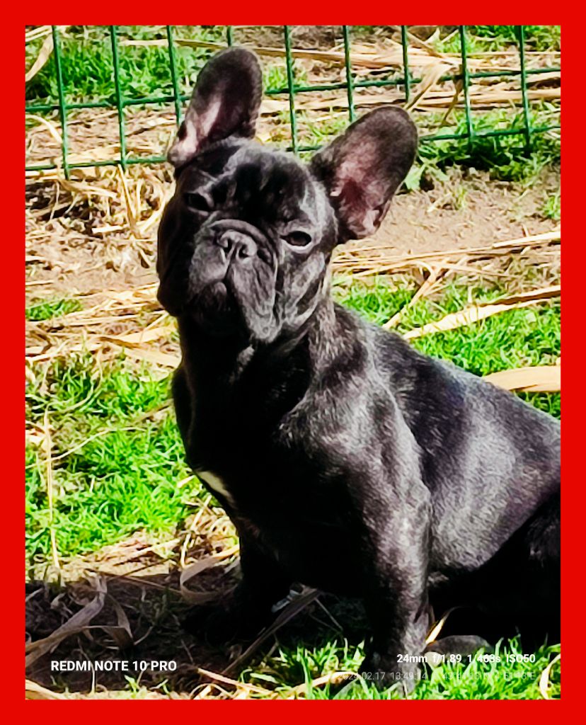 de la Roubine du Roy - Chiots disponibles - Bouledogue français