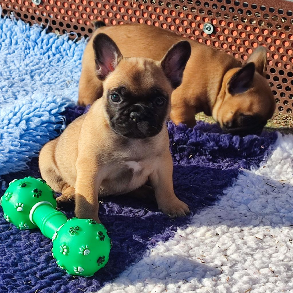 de la Roubine du Roy - Chiots disponibles - Bouledogue français