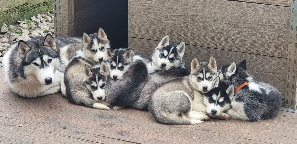 Chiots husky lof Disponibles