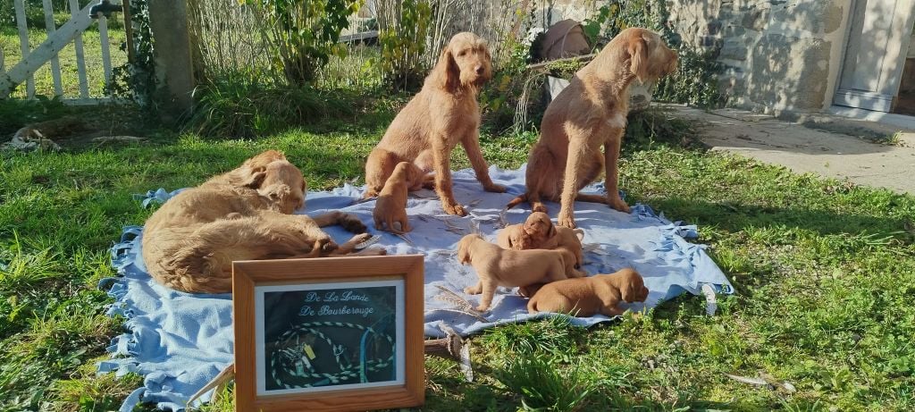 Chiot Braque hongrois à poil dur De La Lande De Bourberouge