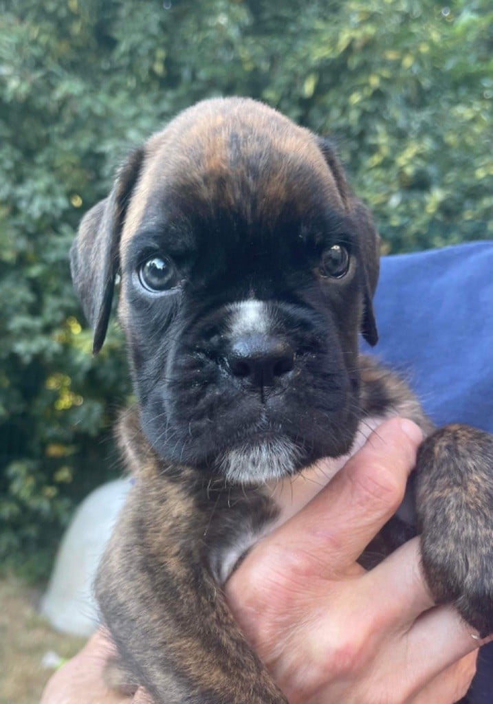 Bébés boxer