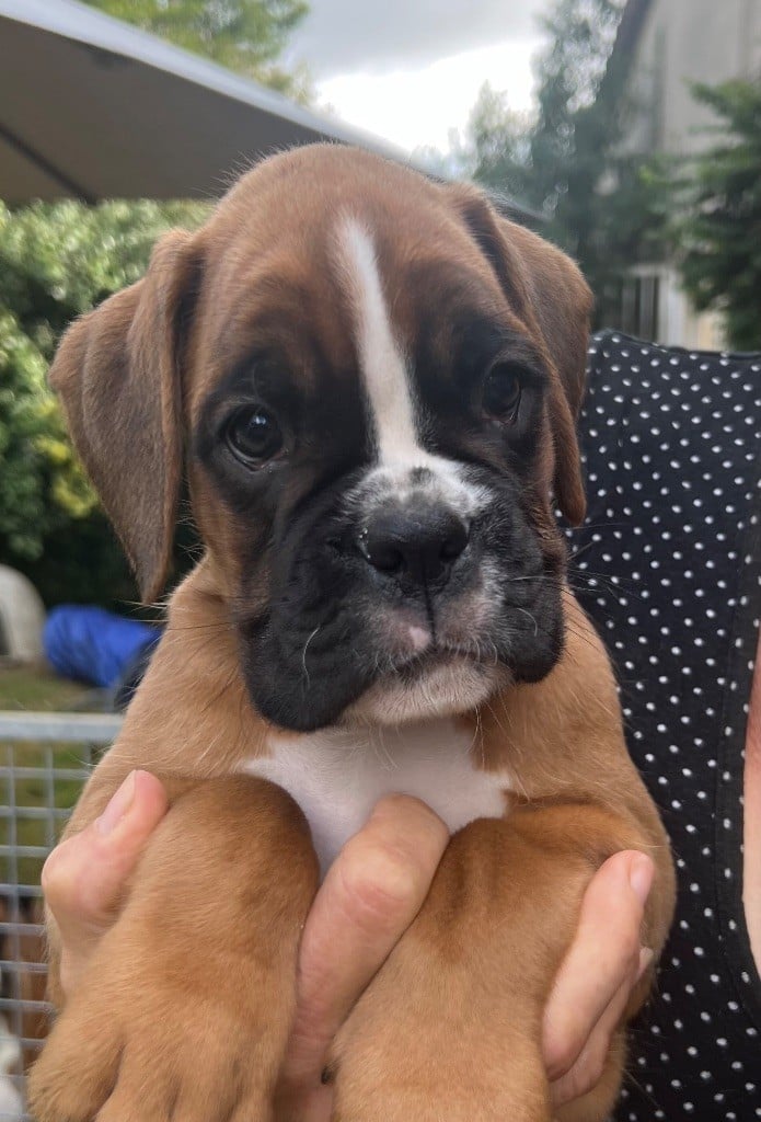 Chiot boxer 