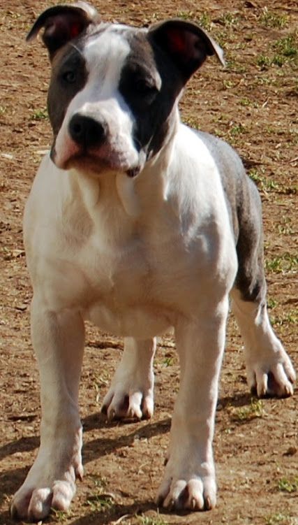 Chiot American Staffordshire Terrier Du Domaine De Némésis