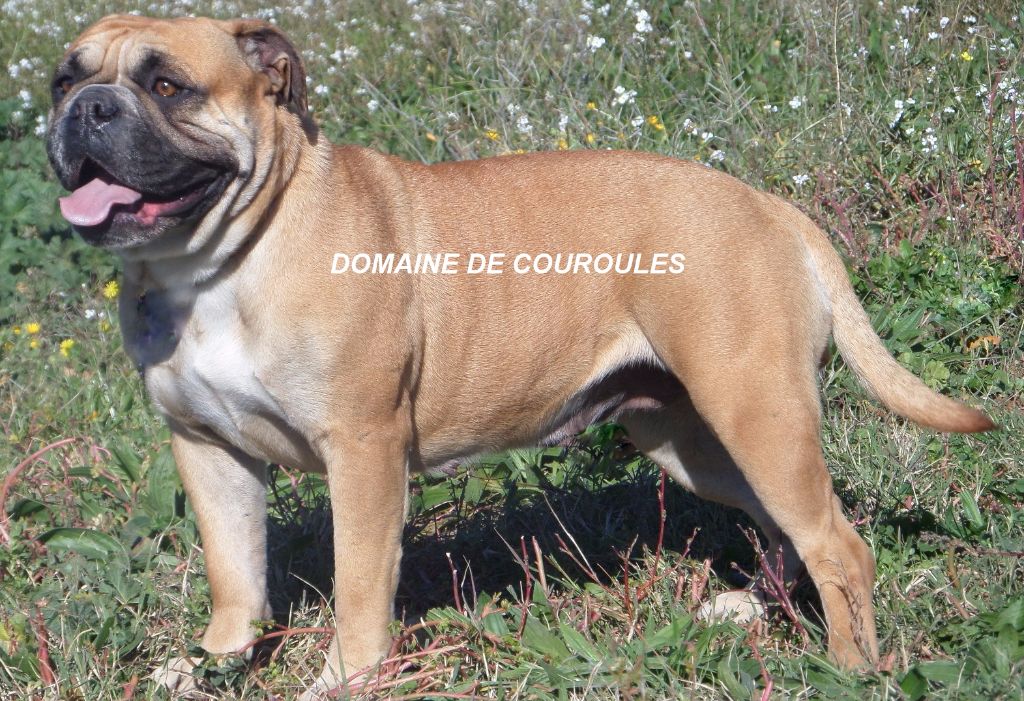 du domaine de Couroules - Diva meilleur de race et CAC Ales