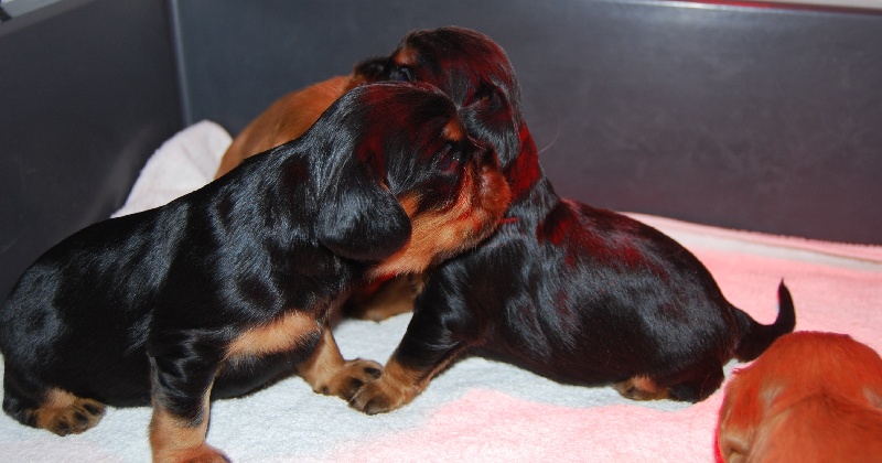 des verdiers des champs - Cavalier King Charles Spaniel - Portée née le 10/12/2011