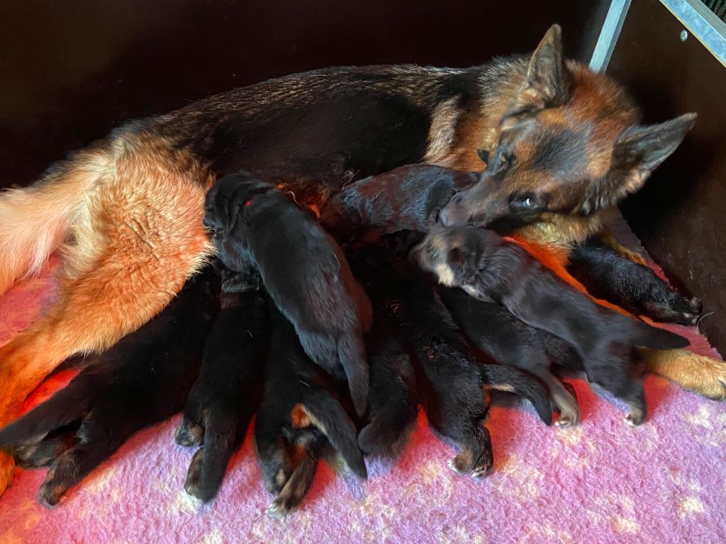 des Loups de L'etoile - Chiots Berger Allemand à réserver