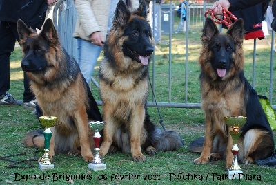 des Loups de L'etoile - Expo de Brignoles  06 février 2011