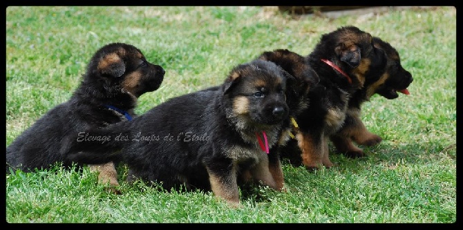 des Loups de L'etoile - Nouvelles Photos Chiots Hanni