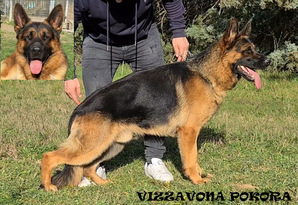 des Loups de L'etoile - Vizzavona Pokora - KORUNG