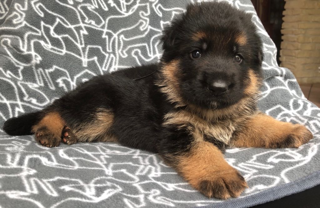 des Loups de L'etoile - Chiots Mâles Berger Allemand LOF 