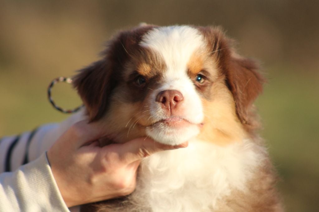 des Romarins de Mayerling - Chiots disponibles - Berger Américain Miniature 