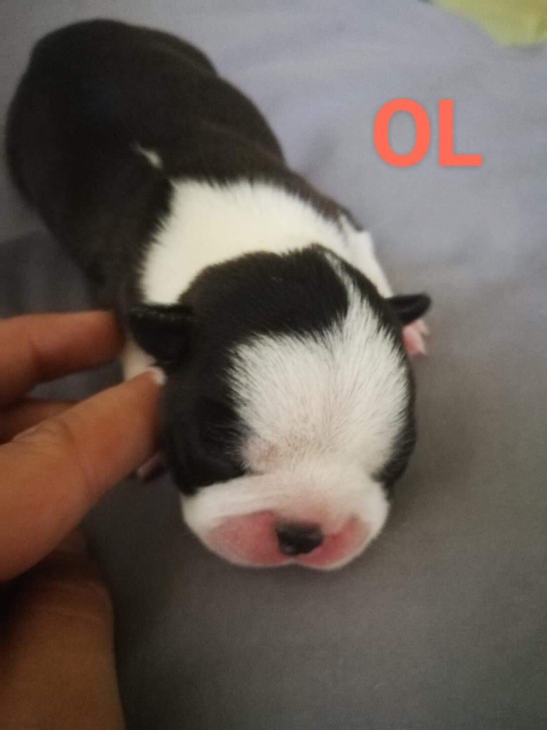 of Fast Spirit - Chiots disponibles - Boston Terrier