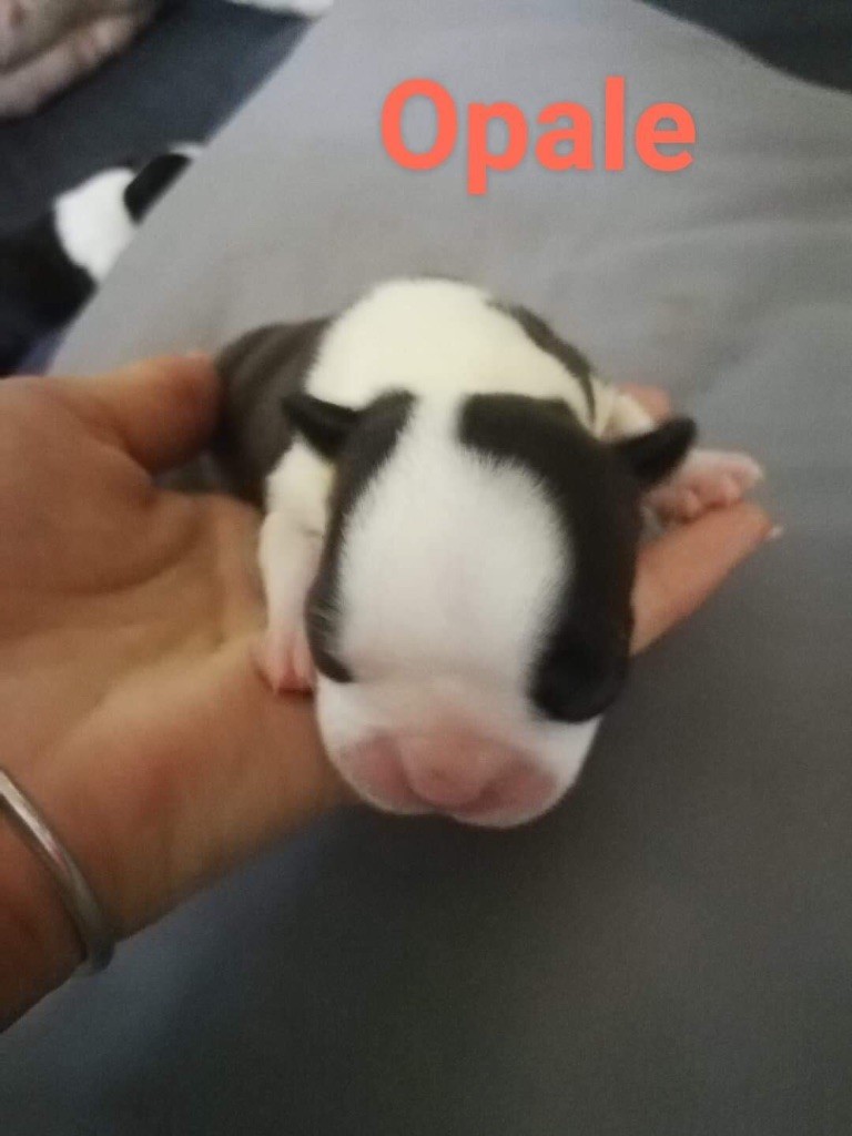 of Fast Spirit - Chiots disponibles - Boston Terrier