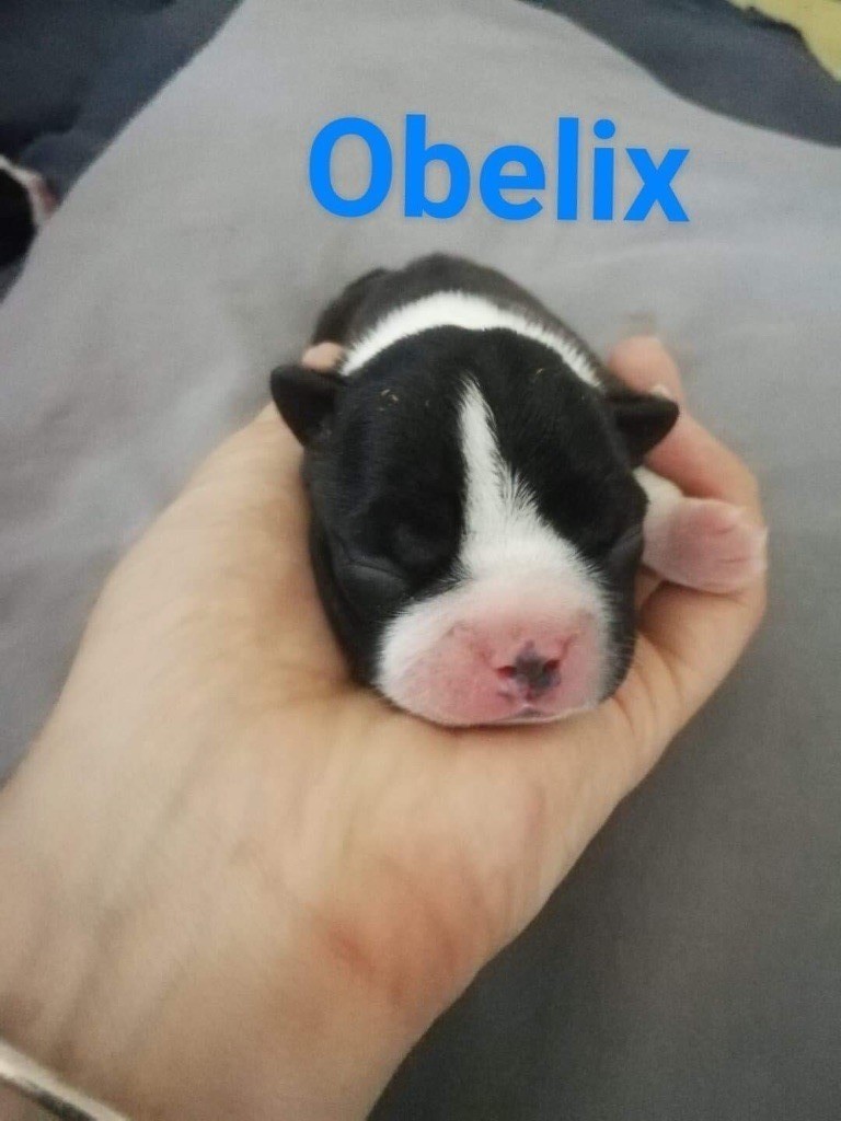 Obelix