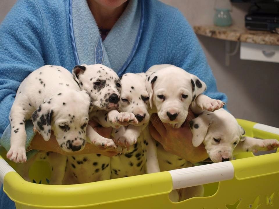 Des pierres du gaudy - nouvelles photos des chiots