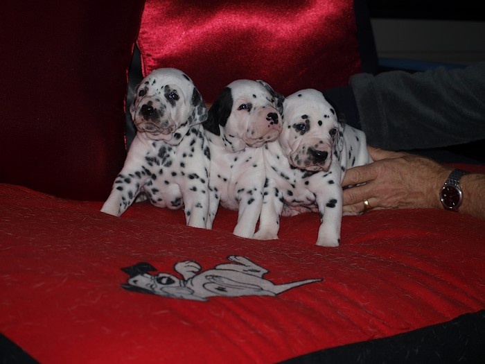 Chiot Dalmatien Des pierres du gaudy