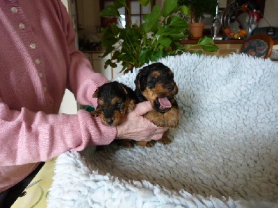 Du hameau du laxon - bébés nés le 17 avril 2012