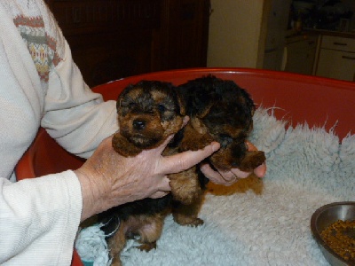 Du hameau du laxon - bebes du 16 novembre 2012