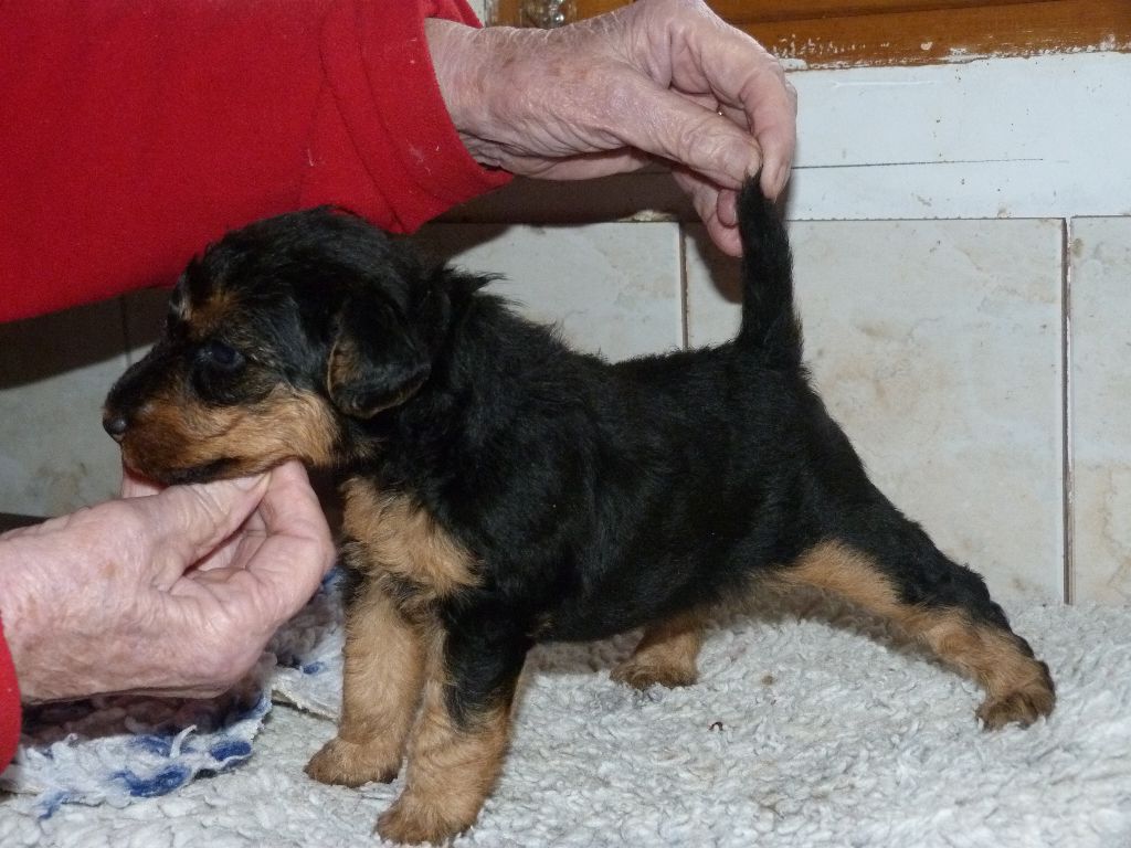 Du hameau du laxon - bébés welsh terrier