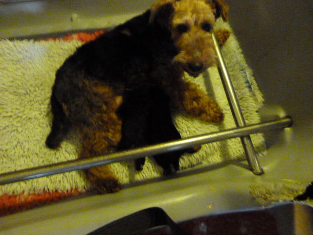 Du hameau du laxon - Welsh Terrier - Portée née le 06/02/2018