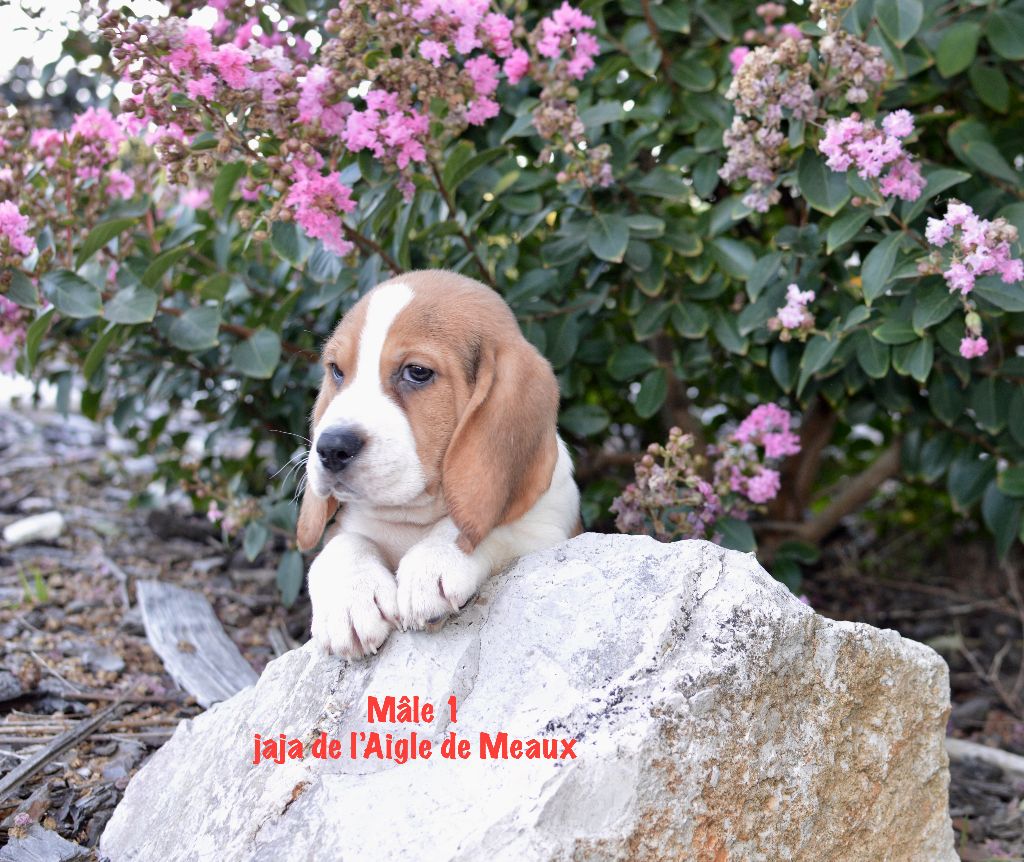 De l'aigle de meaux - Magnifiques chiots BEAGLE tricolore & lemon dispo