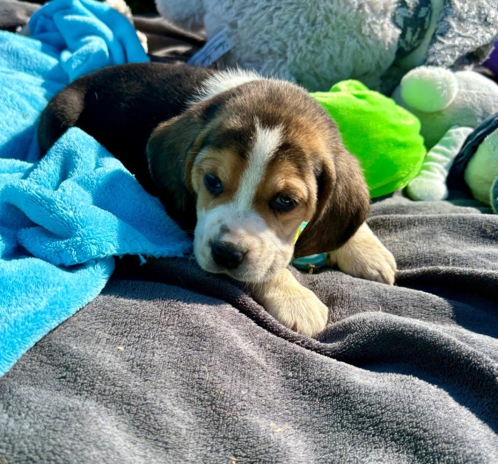 De l'aigle de meaux - Chiots disponibles - Beagle