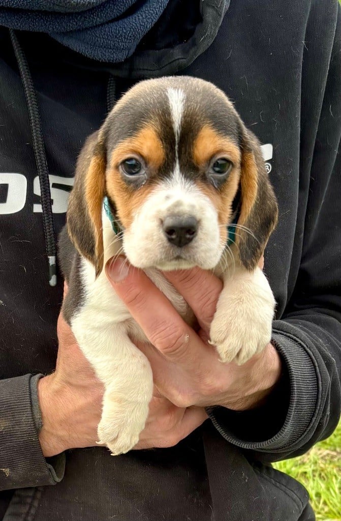 De l'aigle de meaux - Beagle - Portée née le 05/01/2024