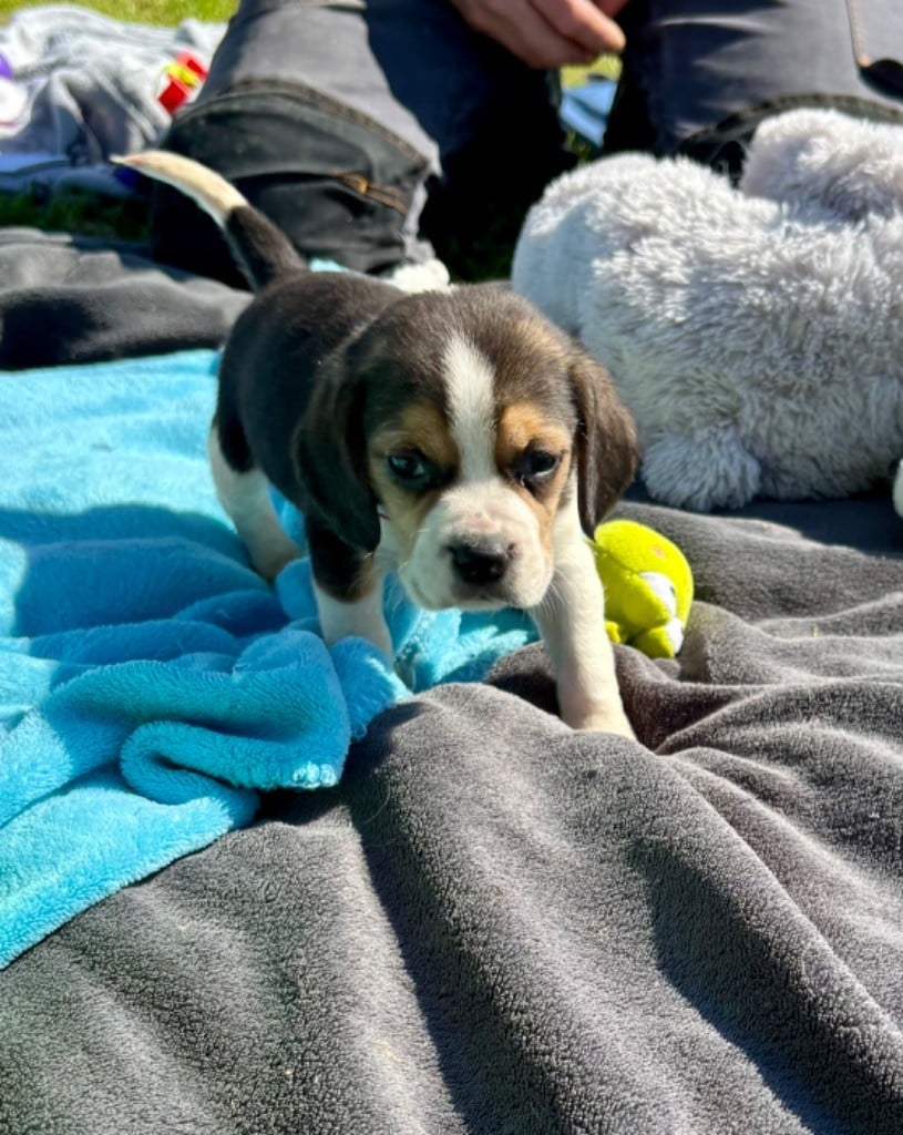 De l'aigle de meaux - Chiots disponibles - Beagle