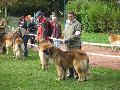 de la Petite Saunerie - Nationale d'élevage CLUNY 2009