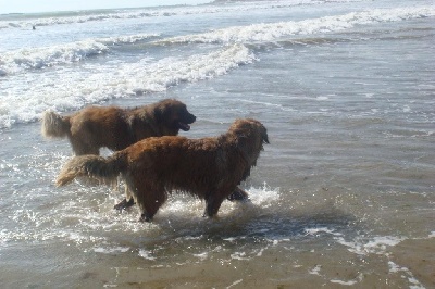 de la Petite Saunerie - CRACK BOUM HUE et DOLFY se sont retrouvés à la plage