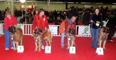 de la Petite Saunerie - Spéciale léonberg  ANGERS 2009