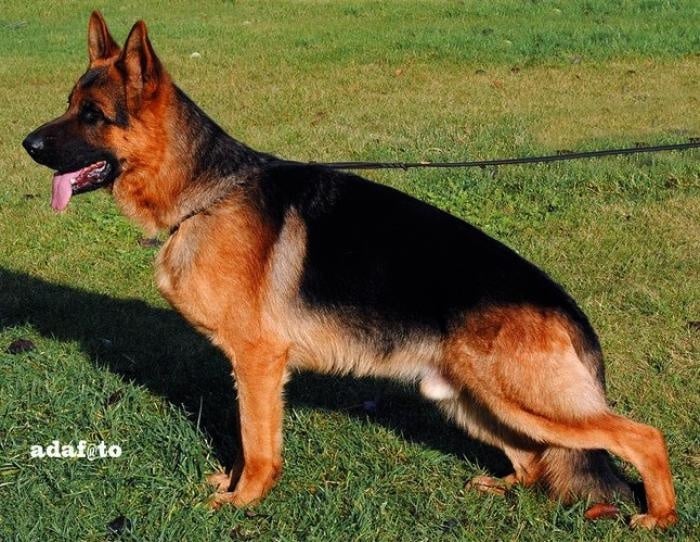 Chiot Berger Allemand de La Maison Du Prince