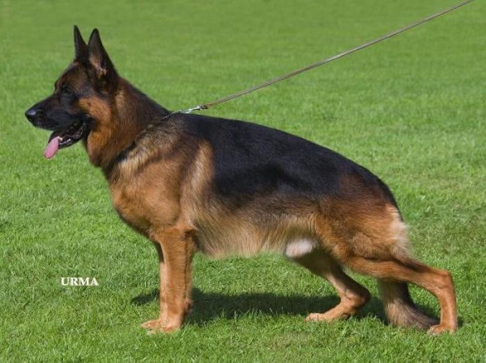 Chiot Berger Allemand de La Maison Du Prince