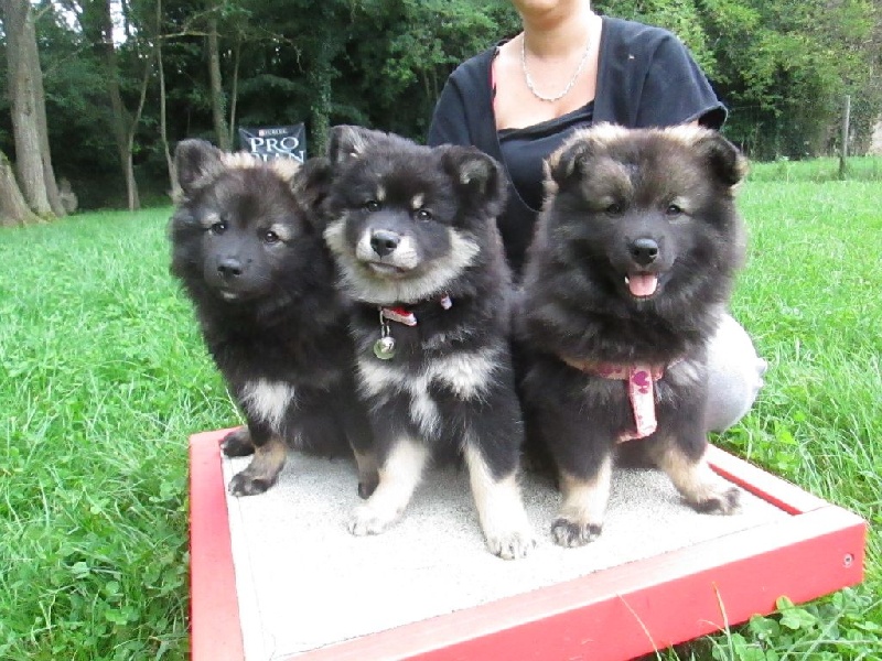 Tweed Lenissei - Chien finnois de Laponie - Portée née le 09/06/2014