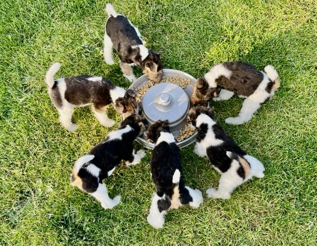 Chiot Fox Terrier Poil Dur De la barriere rouge