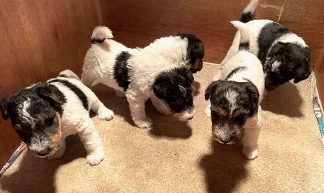 Chiot Fox Terrier Poil Dur De la barriere rouge