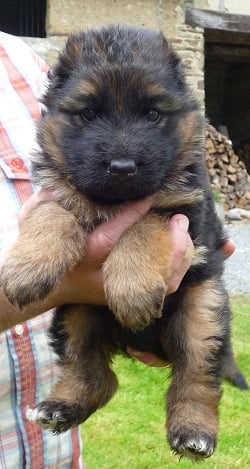 Chiot Berger Allemand du Manoir de Junon