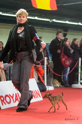 Du Domaine De La Sarronnaise - Résultats Paris Dog Show 