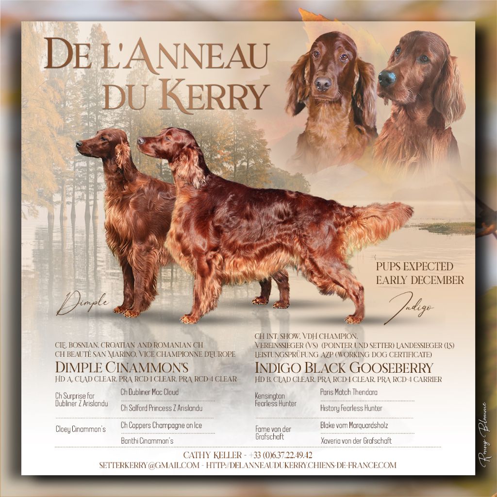 De L'anneau Du Kerry - Setter irlandais rouge - Portée née le 10/12/2024