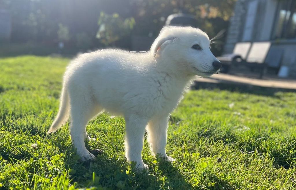 De La Tour De Babel - Chiots disponibles - Berger Blanc Suisse