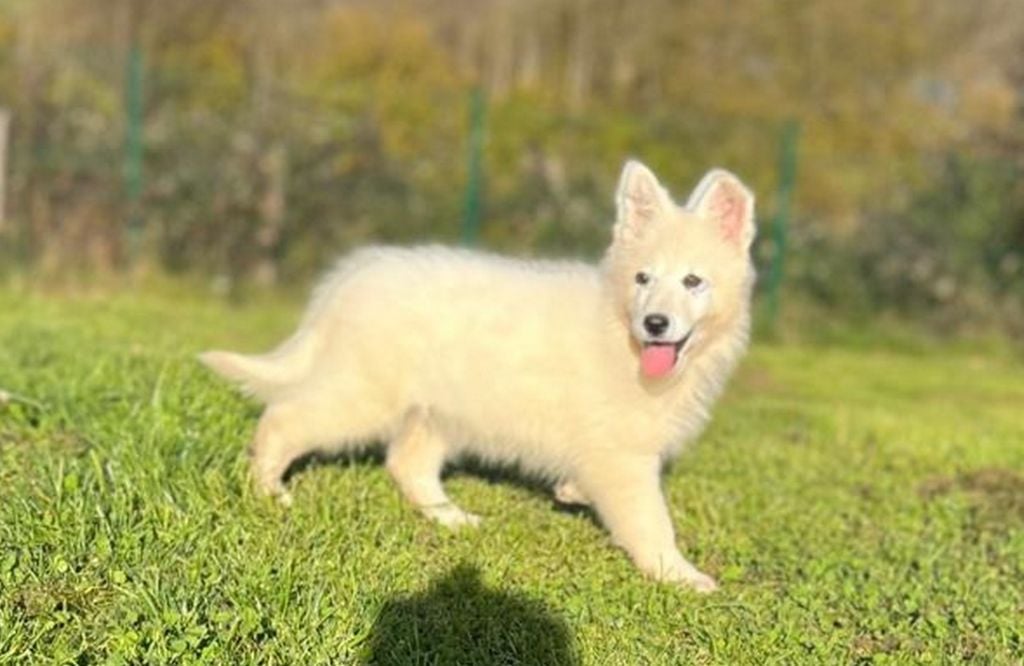 De La Tour De Babel - Chiots disponibles - Berger Blanc Suisse