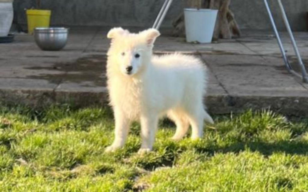 De La Tour De Babel - Chiots disponibles - Berger Blanc Suisse